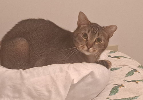 Snow, an adoptable Domestic Short Hair in Jacksonville, FL