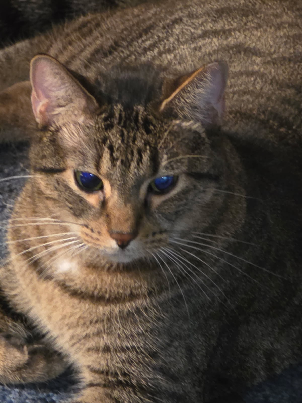 Max Image