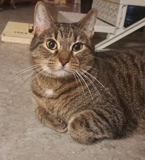 Max, an adoptable Domestic Short Hair in Jacksonville, FL