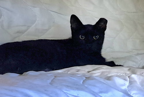 PEPPER - Domestic Short Hair available for adoption