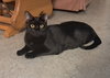 Pepper - Photo 1
