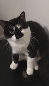 adoptable Cat in  named Smudge