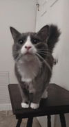 adoptable Cat in  named Gordy
