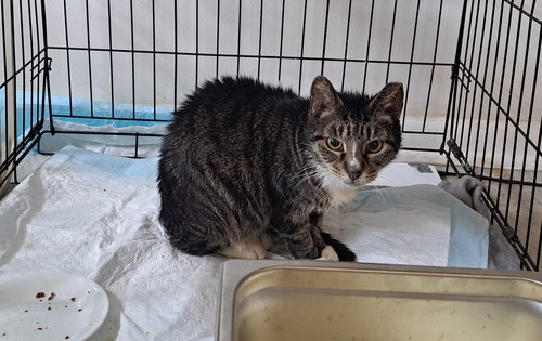 RIVE - Domestic Short Hair available for adoption