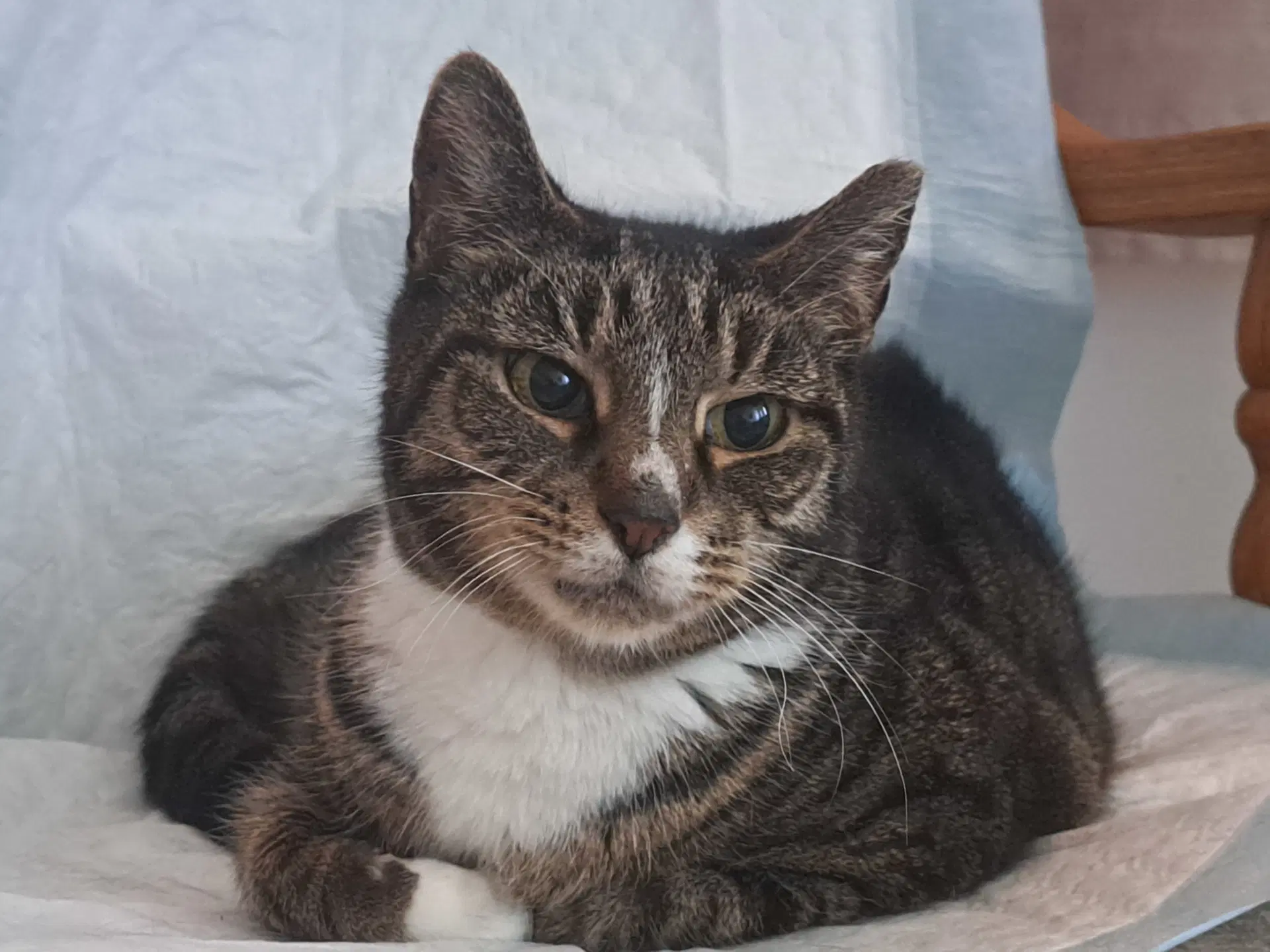 Rive - Domestic Short Hair