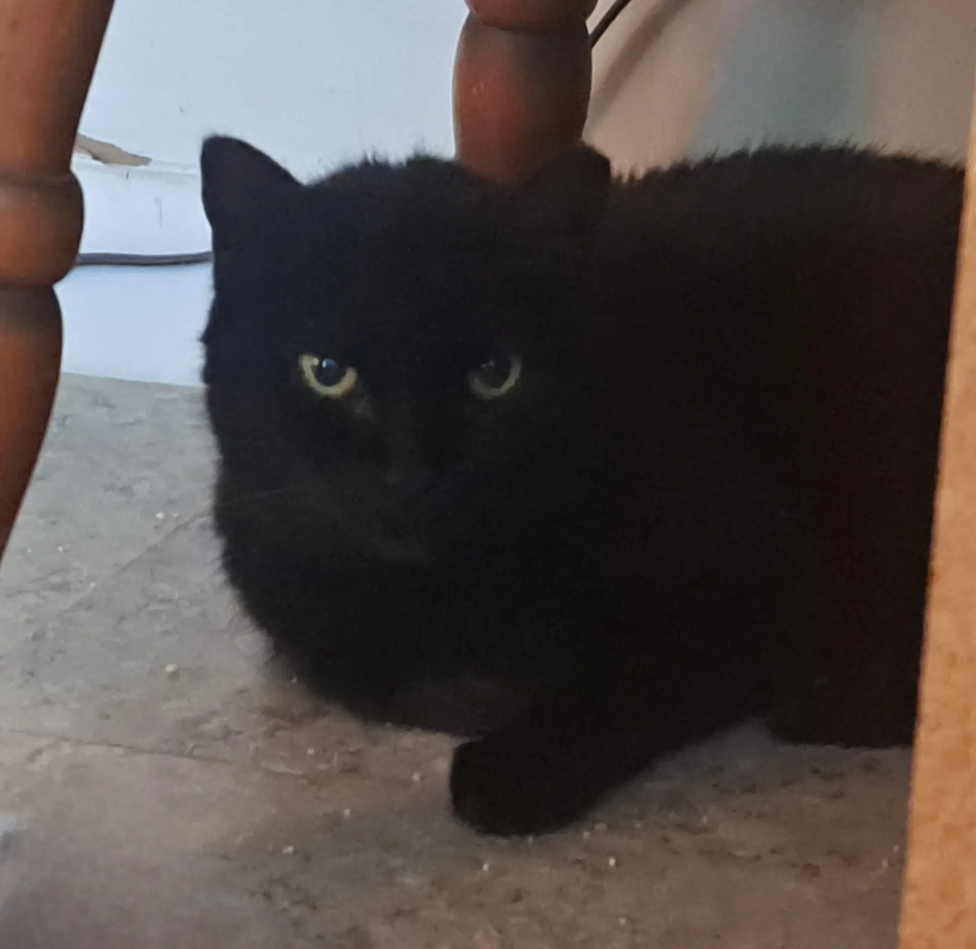 Mama - Domestic Medium Hair