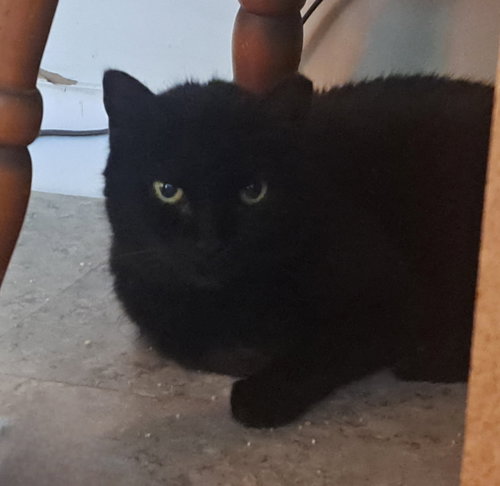 Mama, an adoptable Domestic Medium Hair in Jacksonville, FL