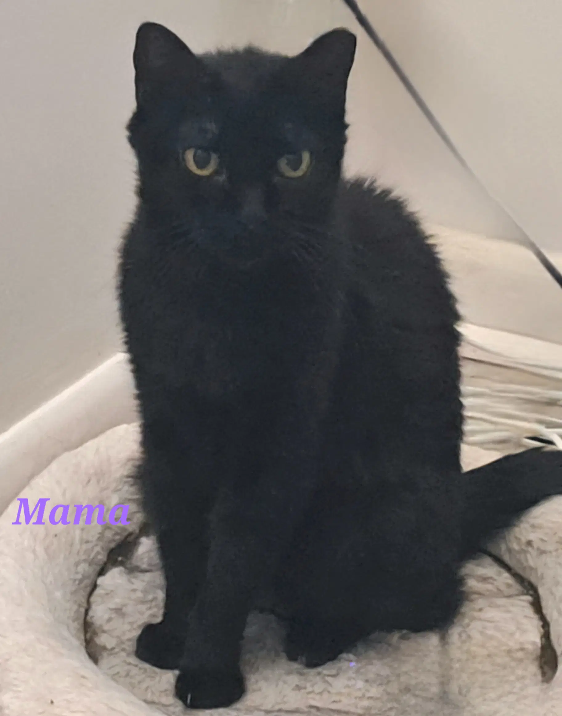 Mama image 2