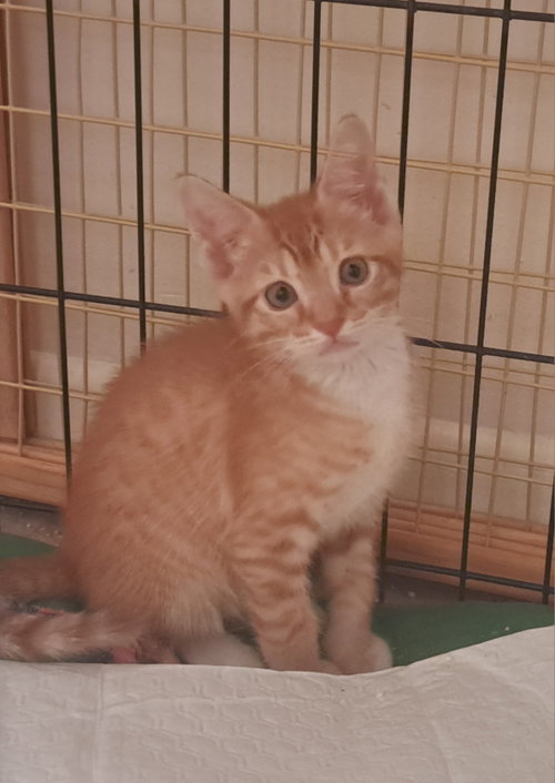 Kae, an adoptable Domestic Short Hair in Jacksonville, FL