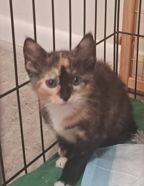 Lupina, an adoptable Domestic Short Hair in Jacksonville, FL