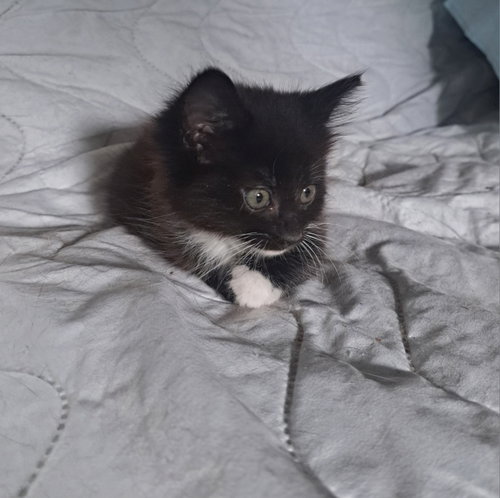 Blue, an adoptable Domestic Long Hair in Jacksonville, FL