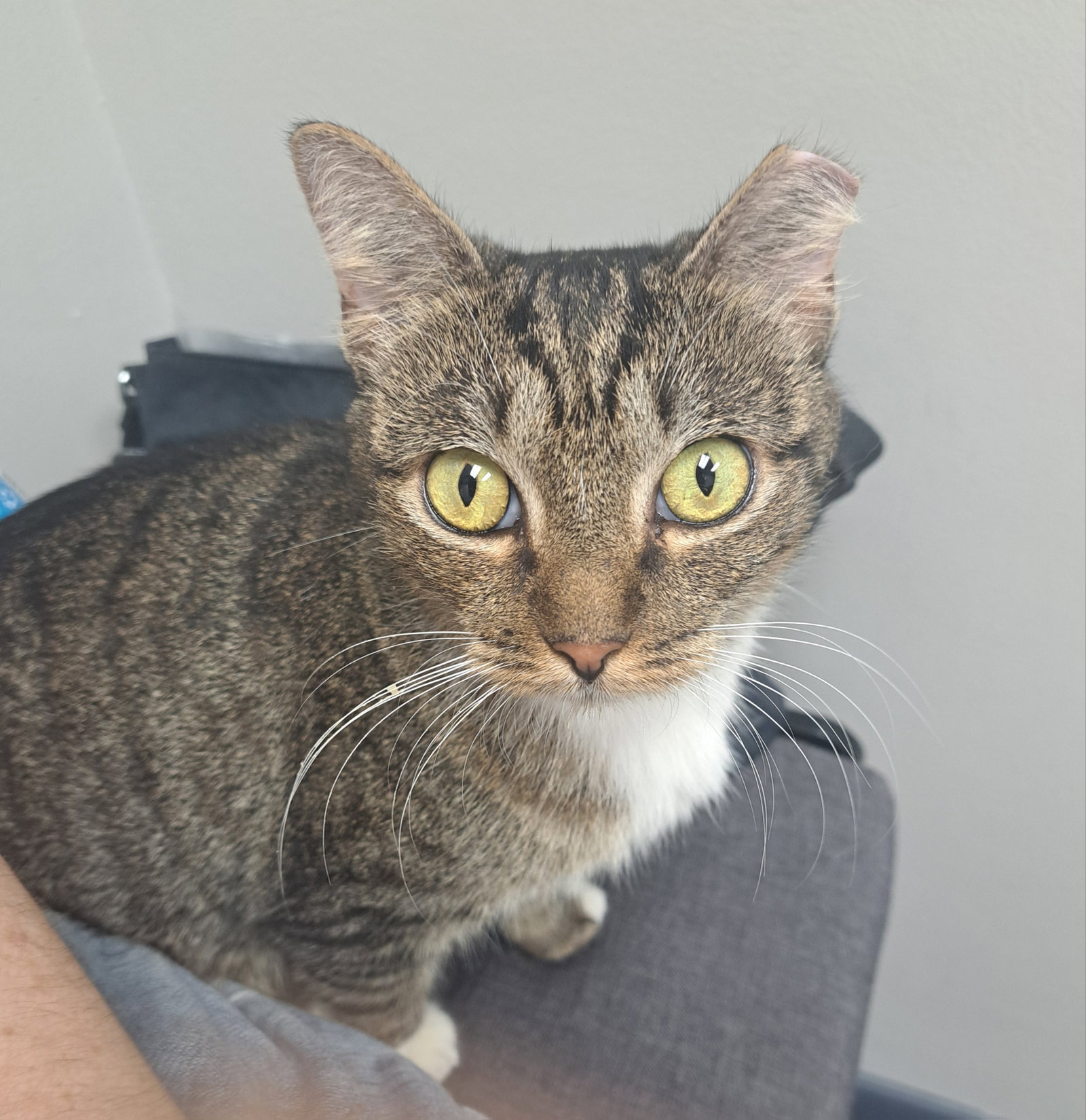 Bobbie, Domestic Short Hair