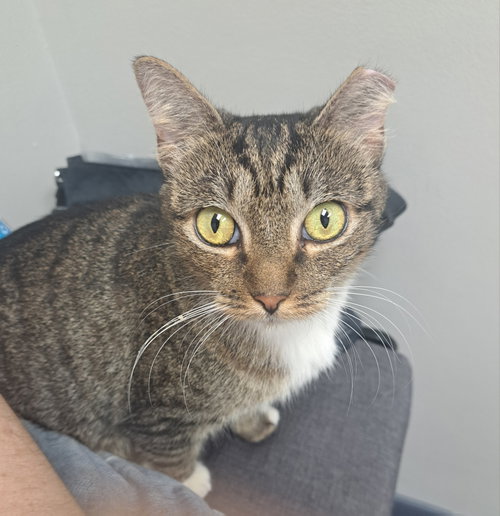 Bobbie, a cat for adoption from The Hooff House Rescue and Sanctuary