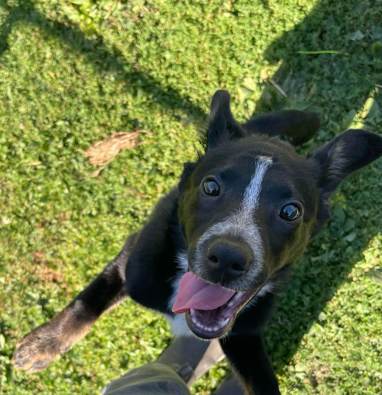 adoptable Dog in Longview, WA named Flower