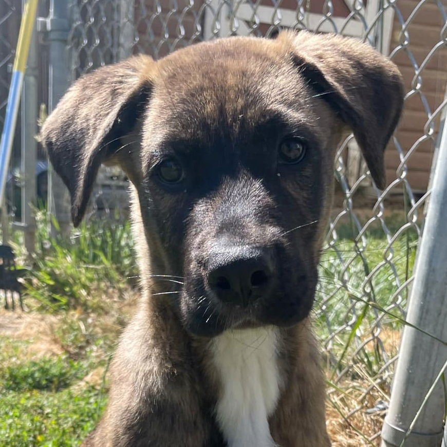 adoptable Dog in Longview, WA named Lulu