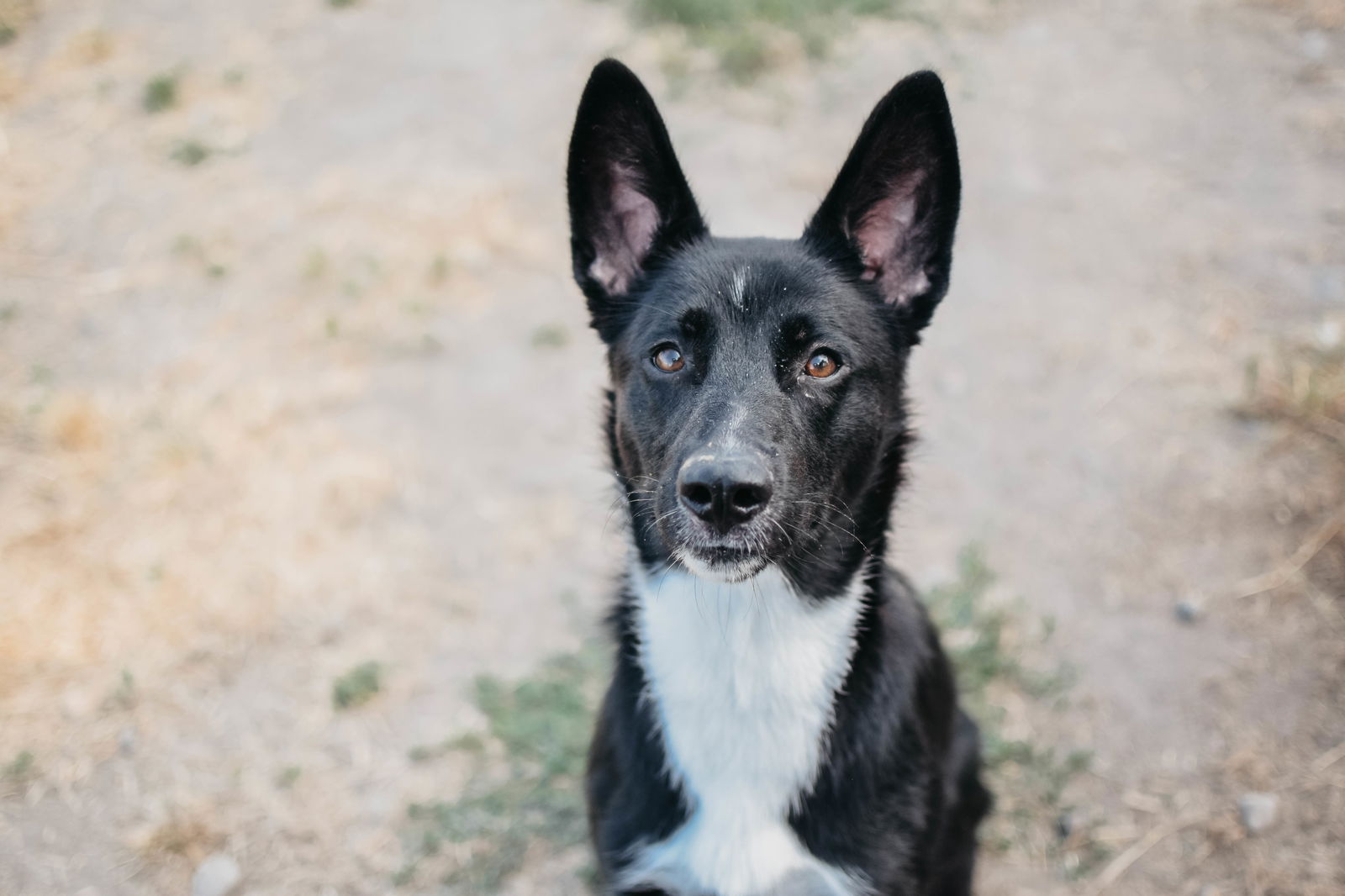 adoptable Dog in Longview, WA named Diane