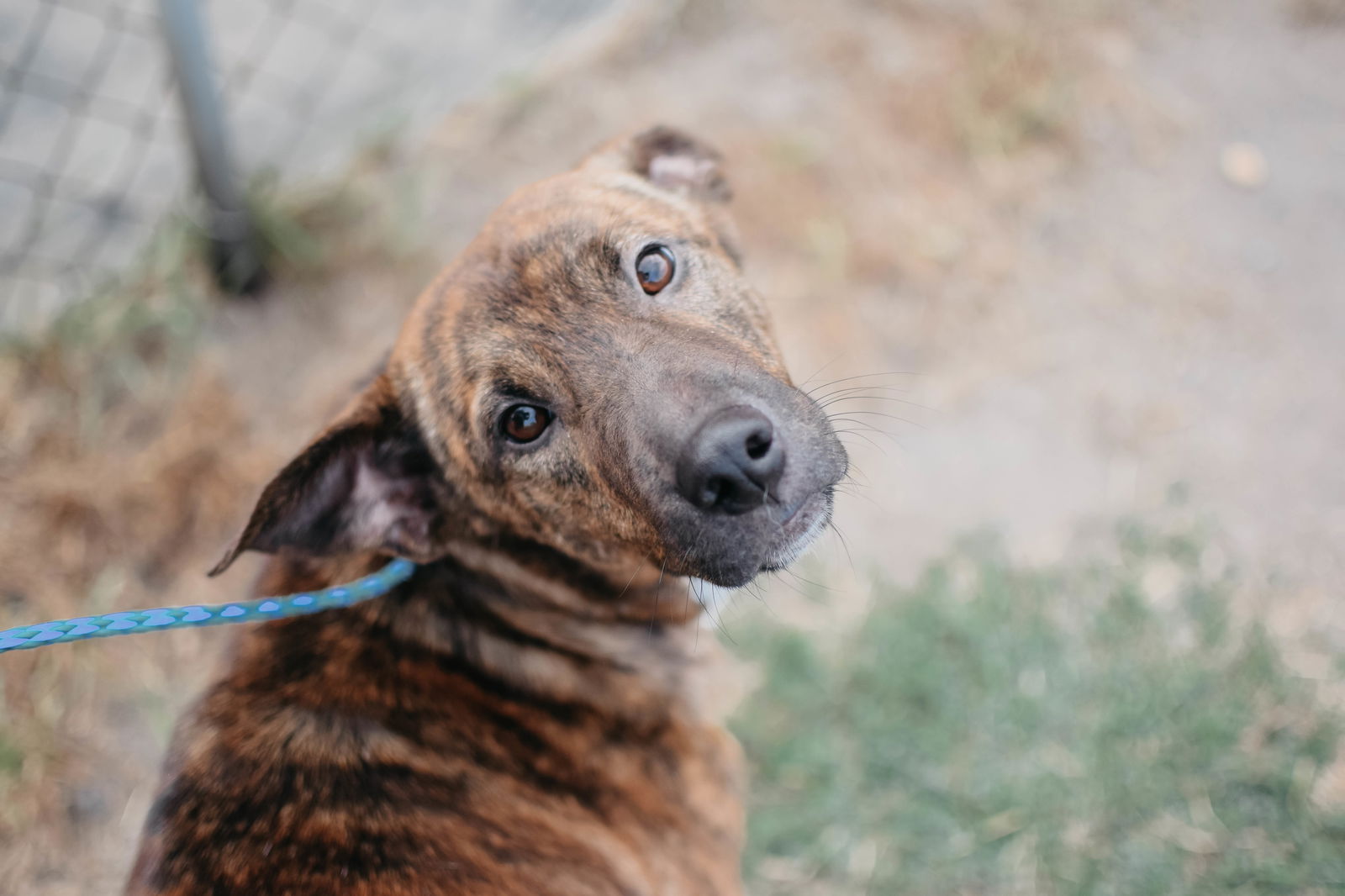 adoptable Dog in Longview, WA named Stella