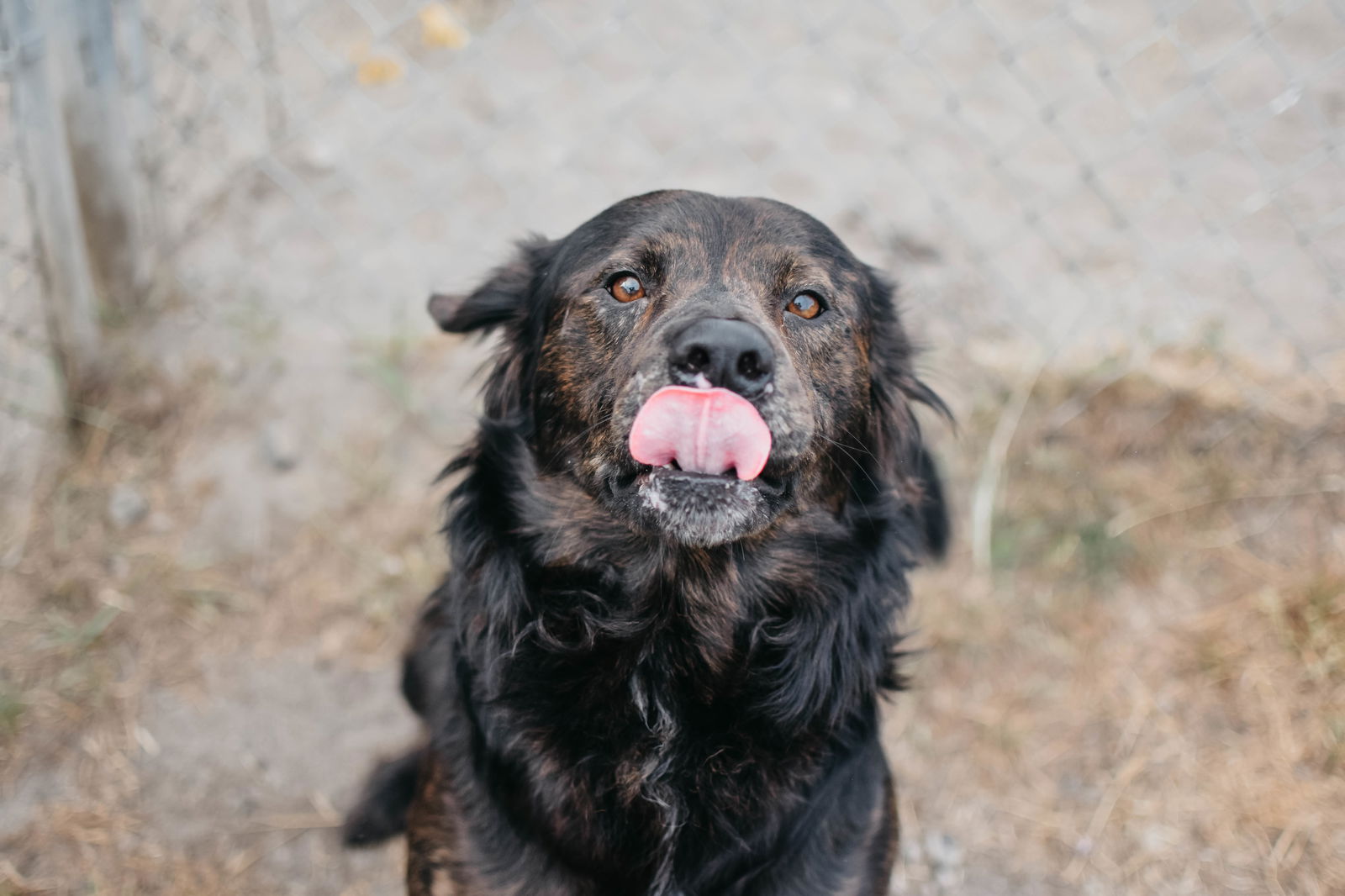 adoptable Dog in Longview, WA named Sebastian