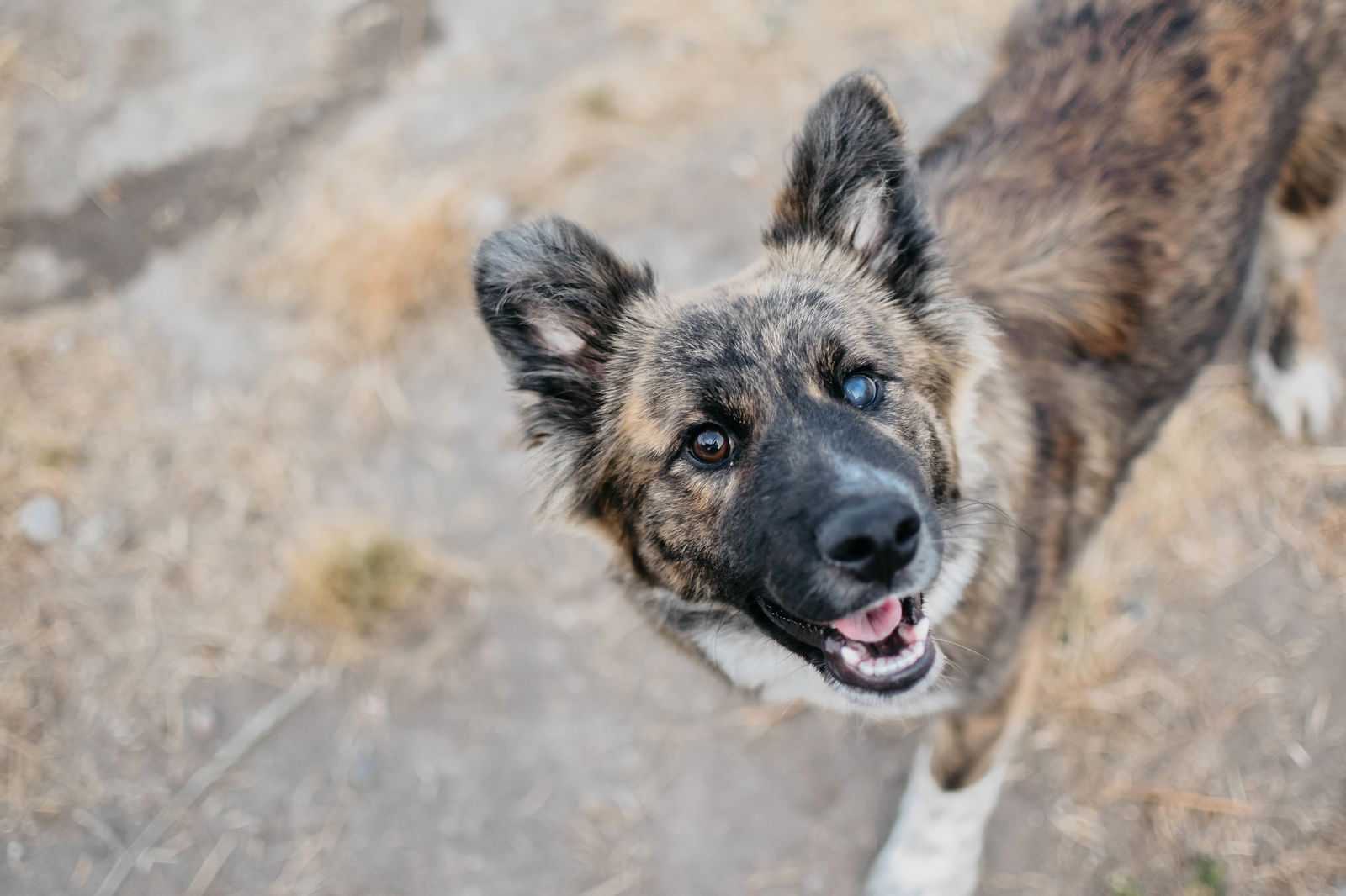 adoptable Dog in Longview, WA named Ellie