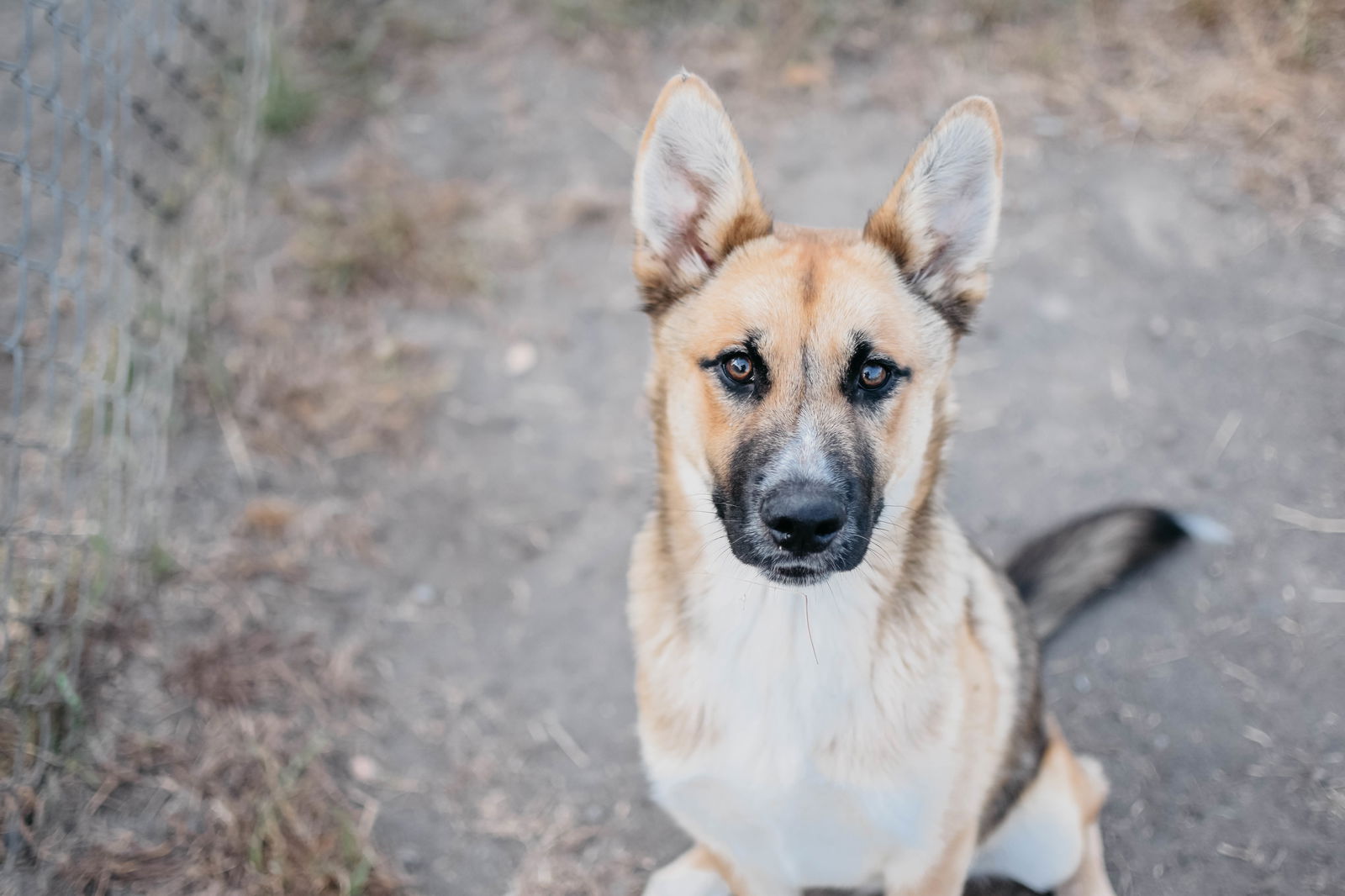 adoptable Dog in Longview, WA named Humphry