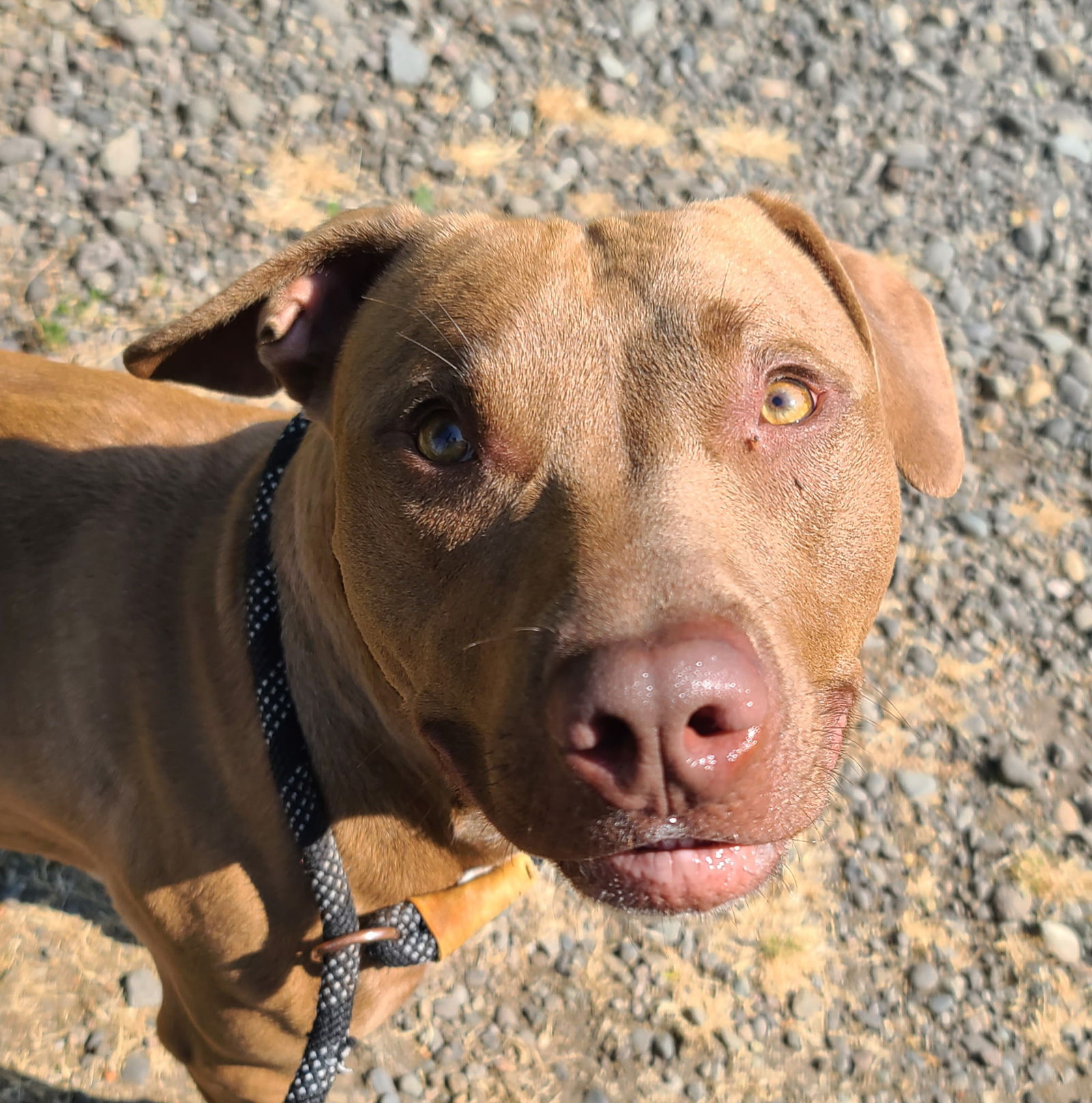 adoptable Dog in Longview, WA named Bowzer