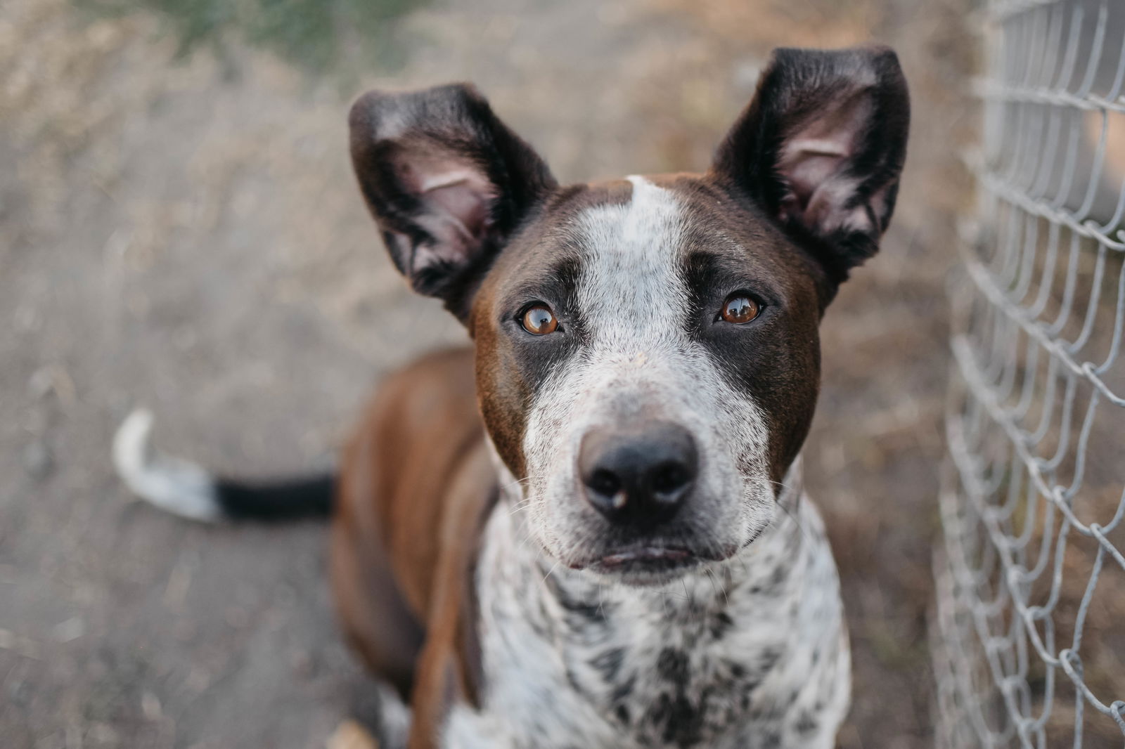 adoptable Dog in Longview, WA named Lady