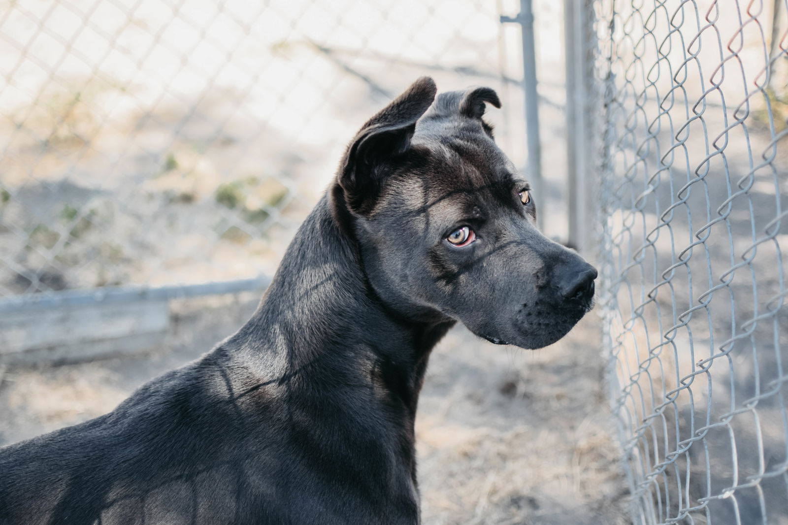 adoptable Dog in Longview, WA named Bogey