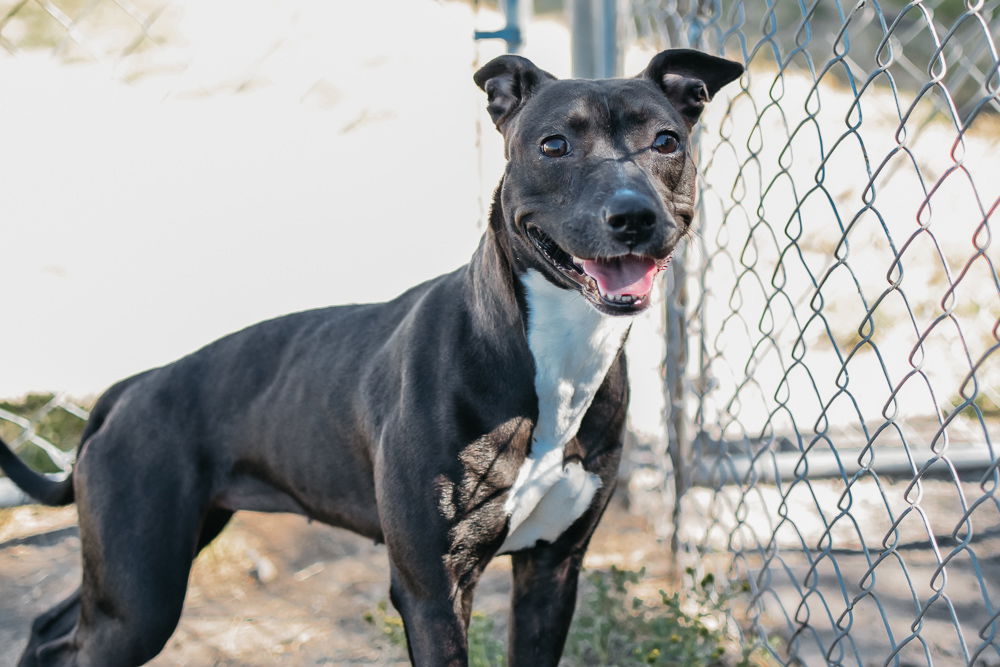 adoptable Dog in Longview, WA named Petunia