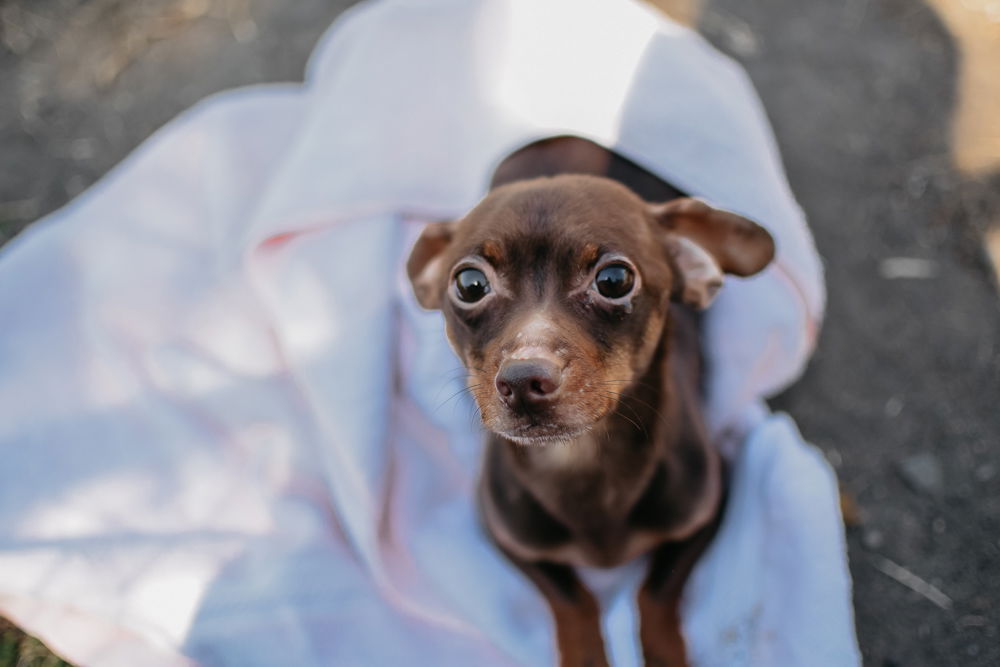 adoptable Dog in Longview, WA named Felix