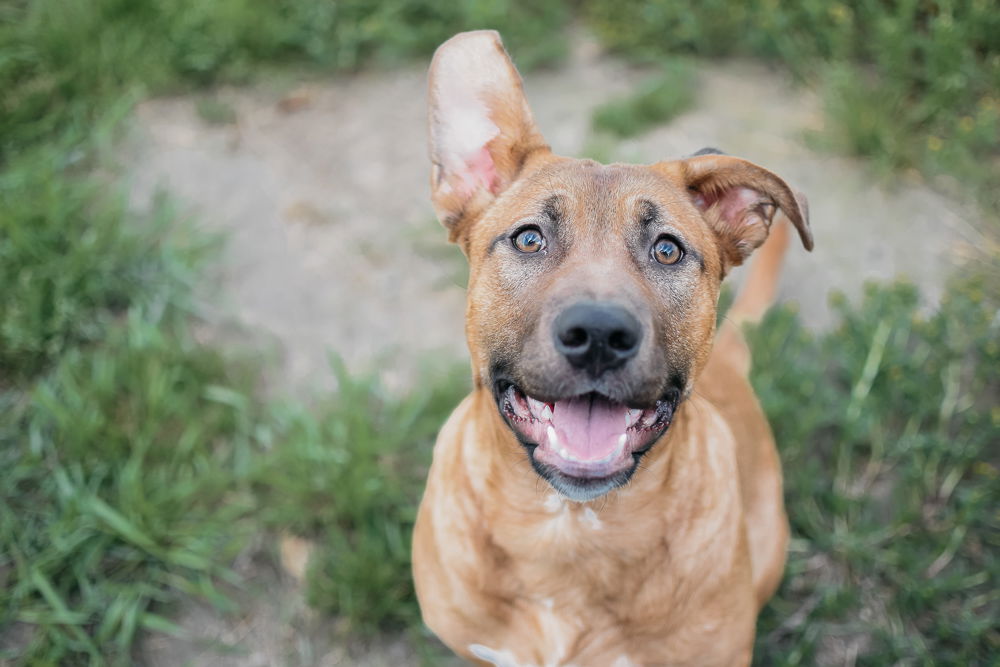 adoptable Dog in Longview, WA named Bella