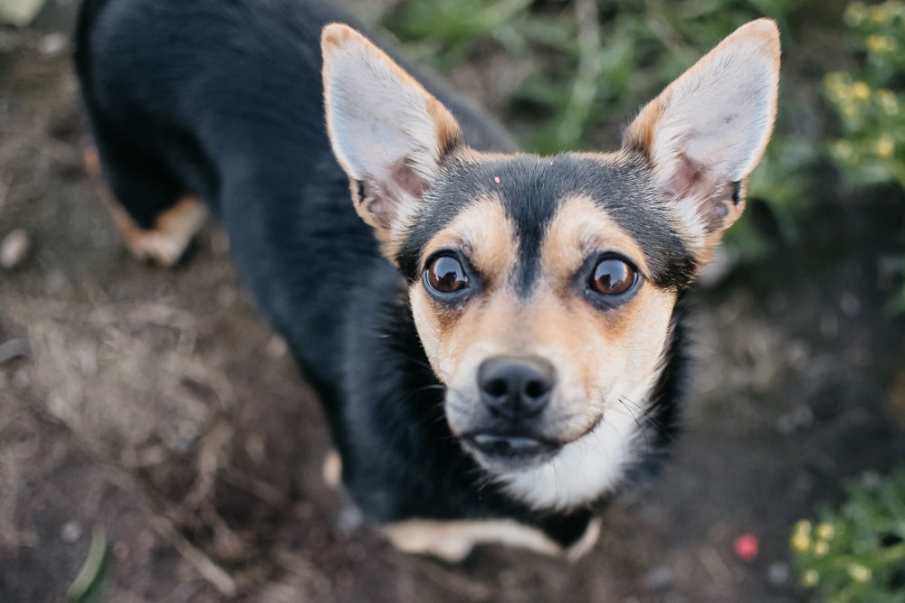 adoptable Dog in Longview, WA named Tigerlilly