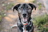 adoptable Dog in Longview, WA named Maverick