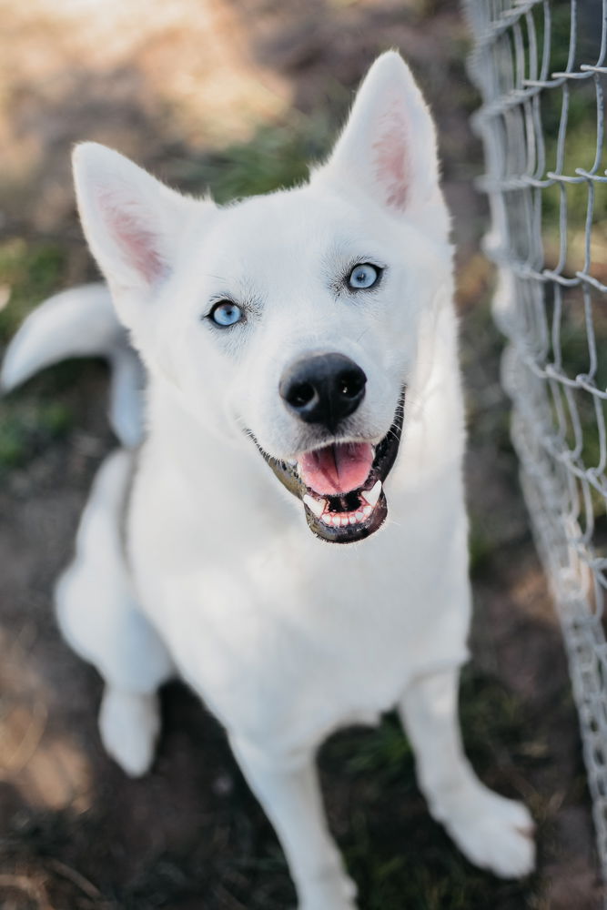 adoptable Dog in Longview, WA named Echo