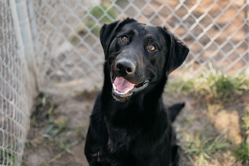 adoptable Dog in Longview, WA named Laraby