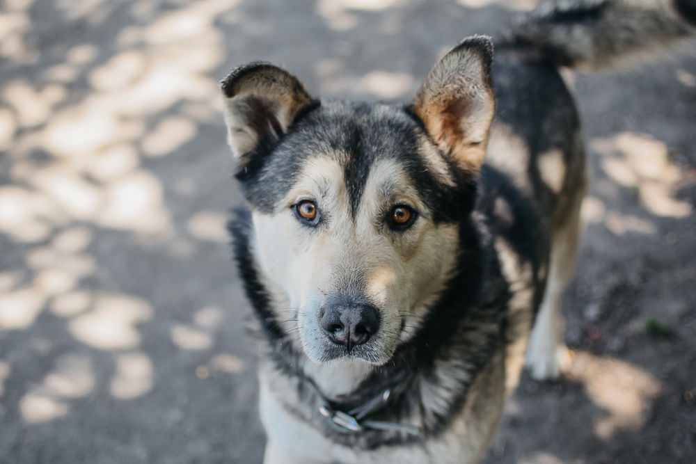 adoptable Dog in Longview, WA named Sully