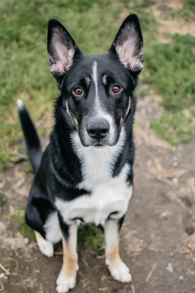 adoptable Dog in Longview, WA named Kirby