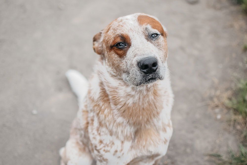 adoptable Dog in Longview, WA named Opie