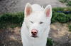 adoptable Dog in Longview, WA named Frosty