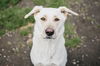 adoptable Dog in Longview, WA named Marley