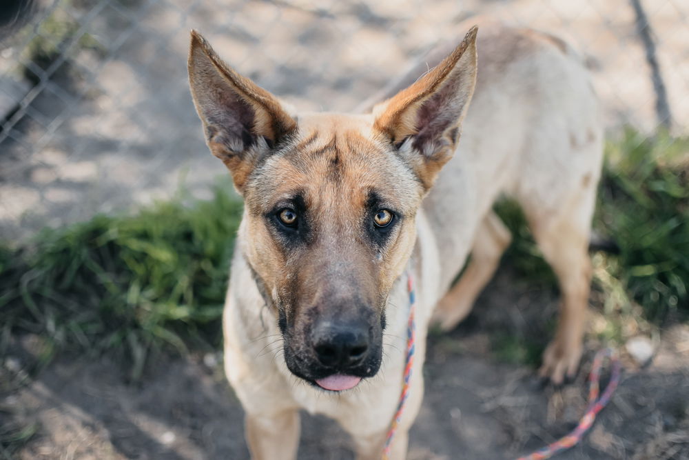 adoptable Dog in Longview, WA named Tucker