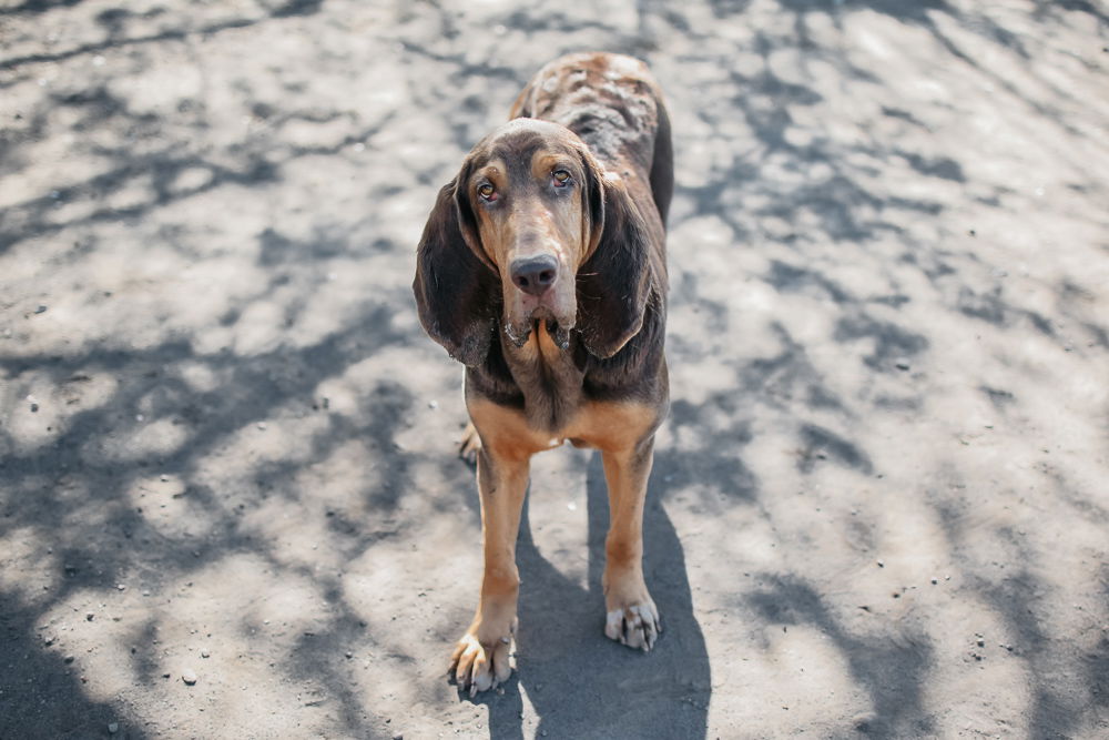 adoptable Dog in Longview, WA named Bailey