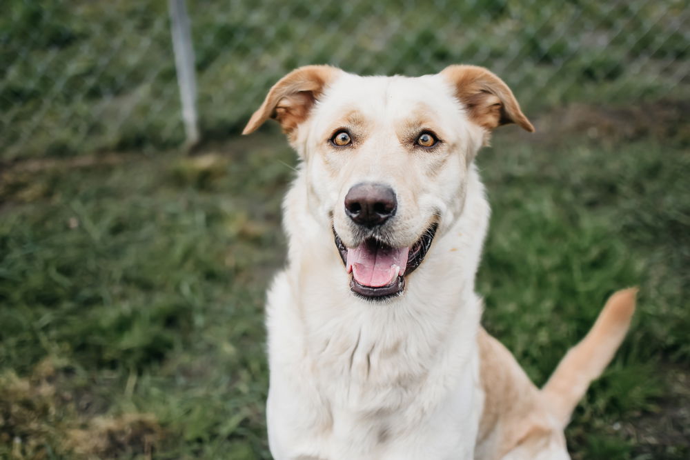 adoptable Dog in Longview, WA named Sparky