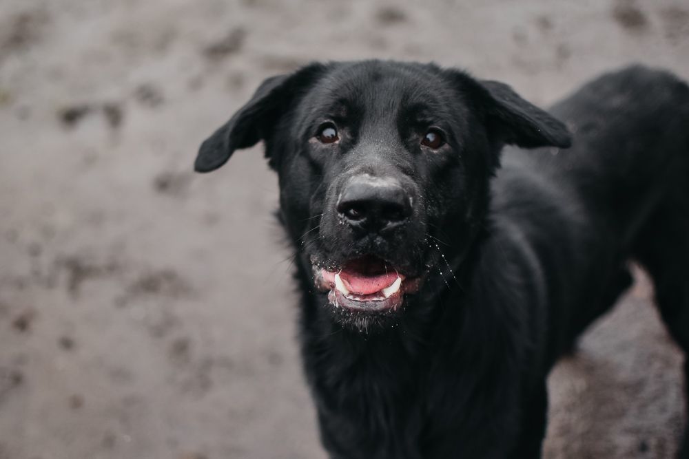 adoptable Dog in Longview, WA named Sirius