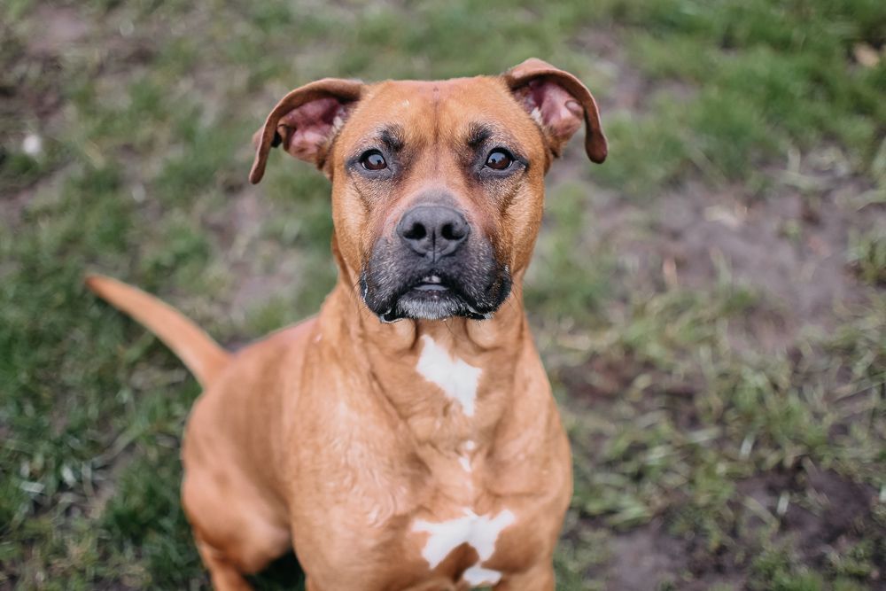 adoptable Dog in Longview, WA named Ginger