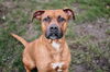 adoptable Dog in Longview, WA named Ginger