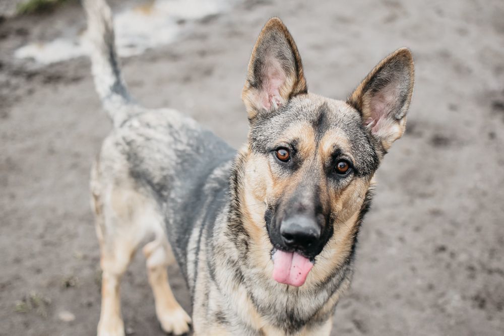 adoptable Dog in Longview, WA named Harvey