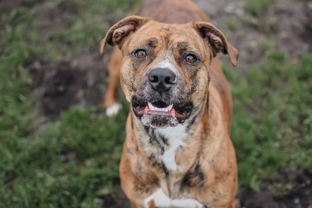 adoptable Dog in Longview, WA named Betty