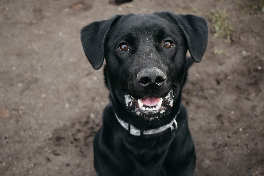 adoptable Dog in Longview, WA named Garth