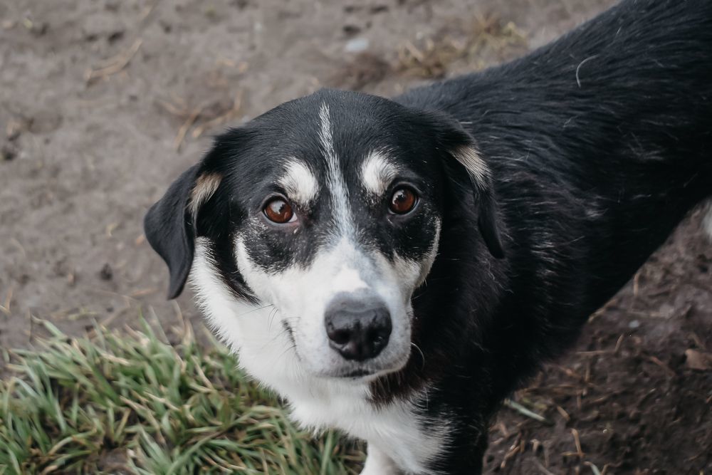 adoptable Dog in Longview, WA named Calli