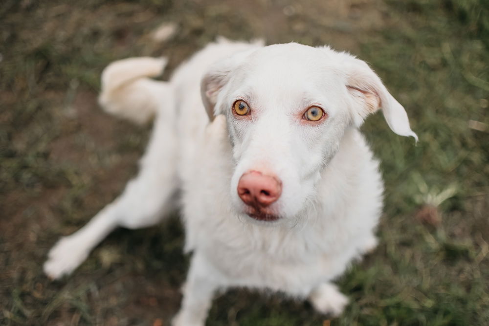 adoptable Dog in Longview, WA named Casper